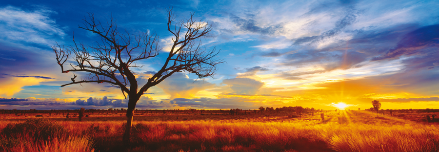 Puzzle: Desert Oak at Sunset (Panorama 1000 pcs) | L.A. Mood Comics and Games