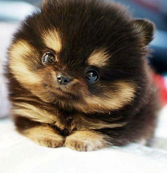 Munchkin Puppies | L.A. Mood Comics and Games